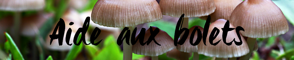 Aide aux bolets.